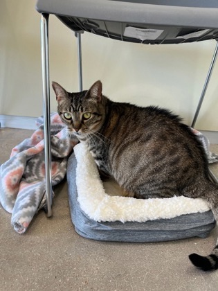 Lucille, an adoptable Domestic Short Hair in Leander, TX, 78641 | Photo Image 2