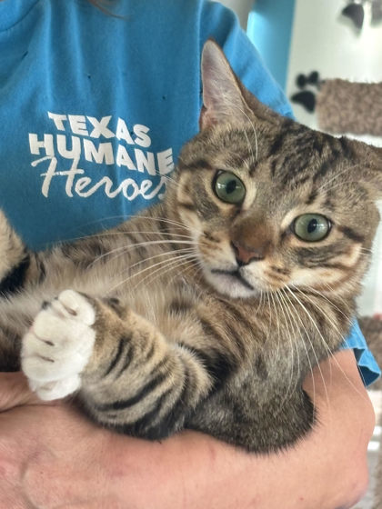Linx, an adoptable Domestic Short Hair in Leander, TX, 78641 | Photo Image 1