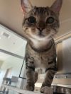 Linx photo 2