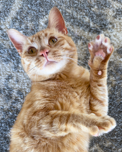Todd, an adoptable Domestic Short Hair in Leander, TX, 78641 | Photo Image 1