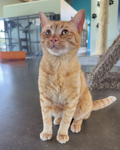 Todd, an adoptable Domestic Short Hair in Leander, TX, 78641 | Photo Image 2