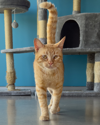 Todd, an adoptable Domestic Short Hair in Leander, TX, 78641 | Photo Image 3