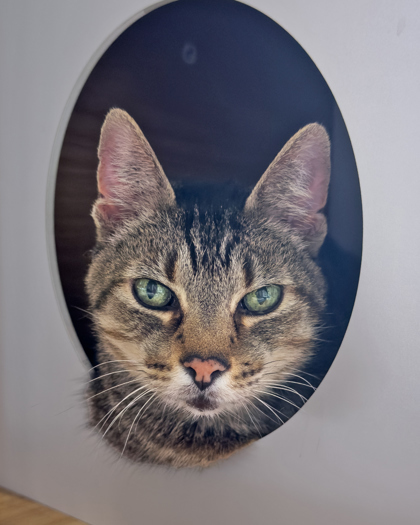 Ariel, an adoptable Domestic Short Hair in Leander, TX, 78641 | Photo Image 1