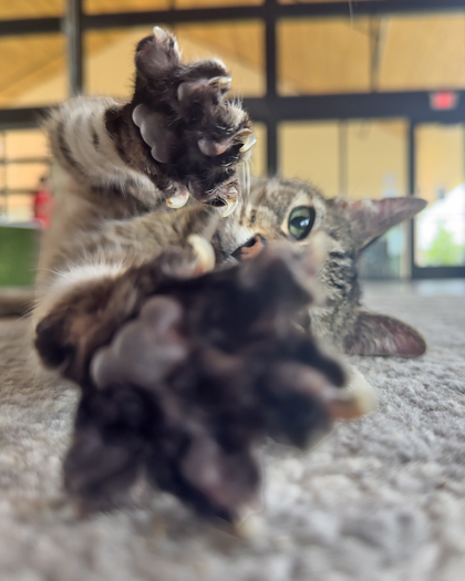 Ariel, an adoptable Domestic Short Hair in Leander, TX, 78641 | Photo Image 2