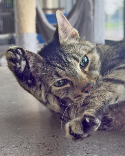 Ariel, an adoptable Domestic Short Hair in Leander, TX, 78641 | Photo Image 3