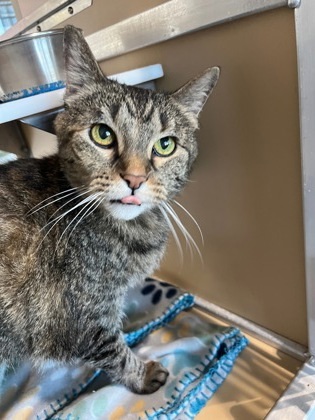 Georgia, an adoptable Domestic Short Hair in Leander, TX, 78641 | Photo Image 1