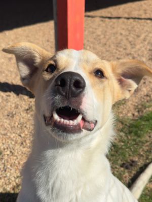 Gojo, Young Male Mixed Breed