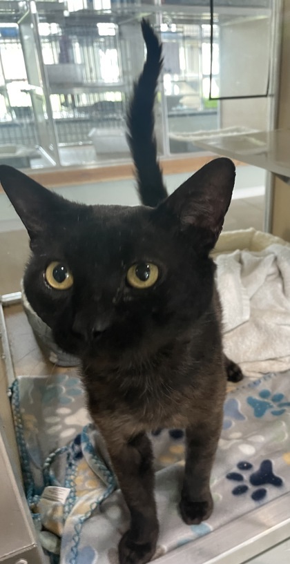 Husky, an adoptable Domestic Short Hair in Leander, TX, 78641 | Photo Image 2