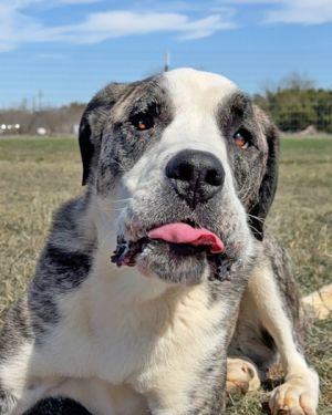 Clarabell, Adult Female Mixed Breed