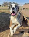 Clarabell photo 2