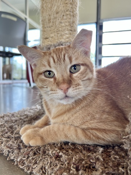 Rusty, an adoptable Domestic Short Hair in Leander, TX, 78641 | Photo Image 1
