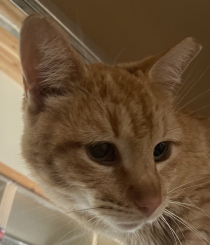 Rusty, an adoptable Domestic Short Hair in Leander, TX, 78641 | Photo Image 2