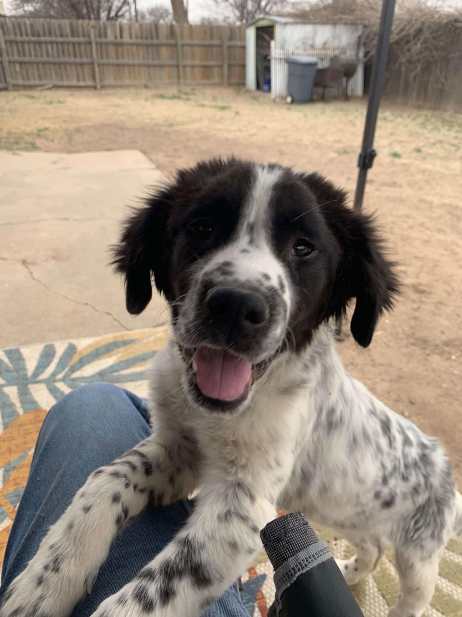 Dog for adoption - FOSTER ME - Tucker, a Setter & Pointer Mix in ...