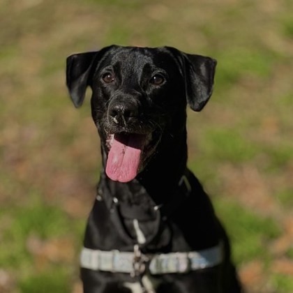 Ember