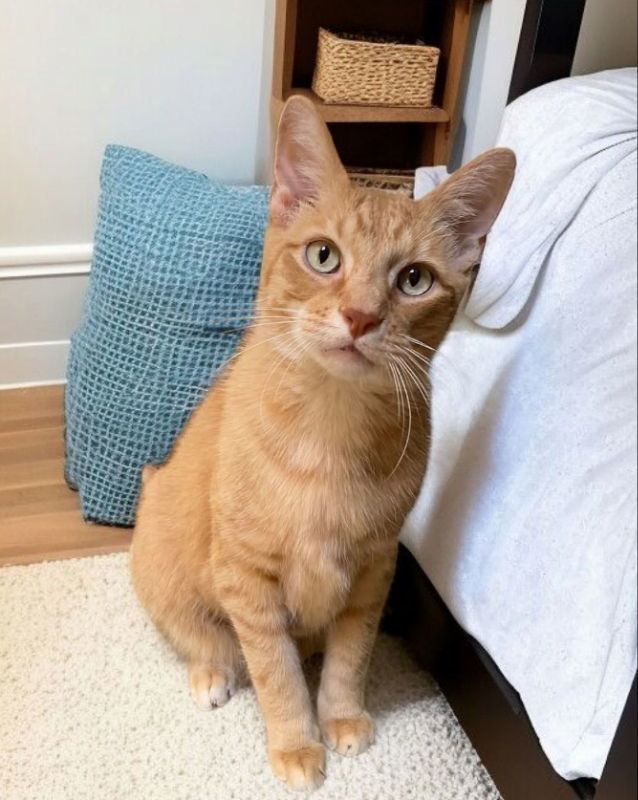 Toby !Sponcerd adoption fee!!!