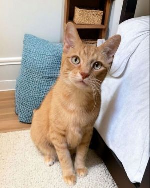 This is Toby He is a 10 year old boy whose former owner passed away He is looking for a