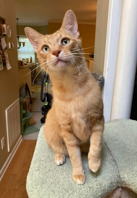 Toby !Sponcerd adoption fee!!!