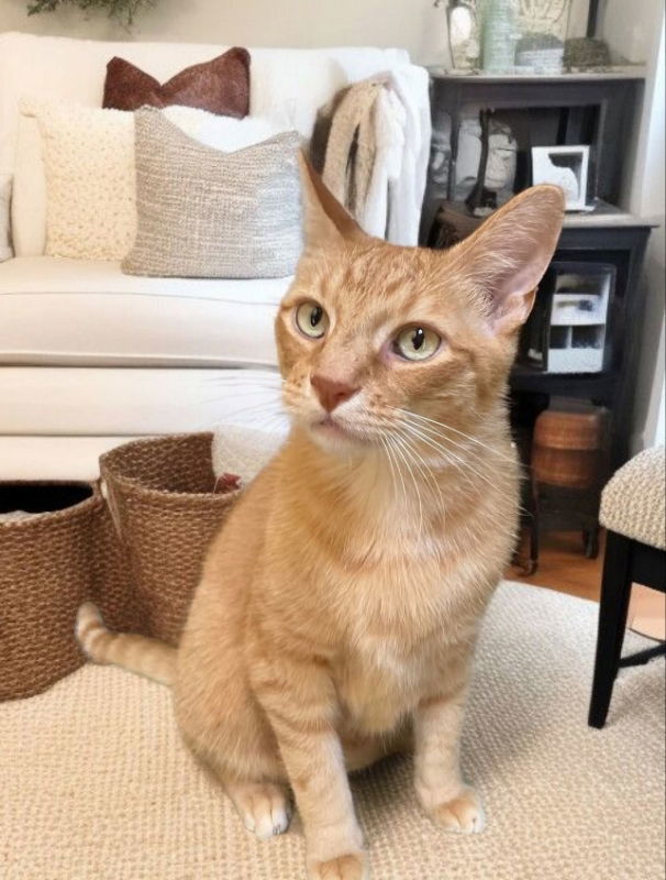 Toby !Sponcerd adoption fee!!!