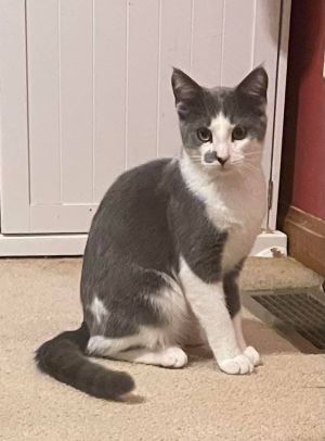 Spook, Adult Male Domestic Medium Hair