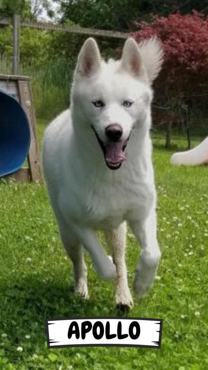 Apollo