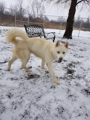 Apollo