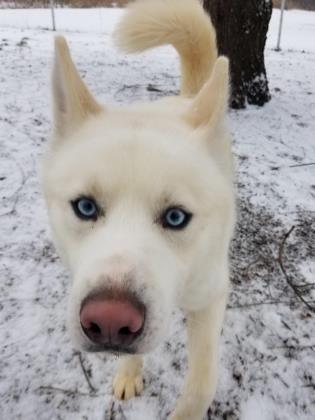 Apollo