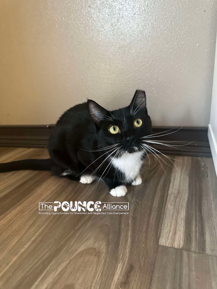 Lily, an adoptable Domestic Short Hair in Liberty Lake, WA, 99019 | Photo Image 2