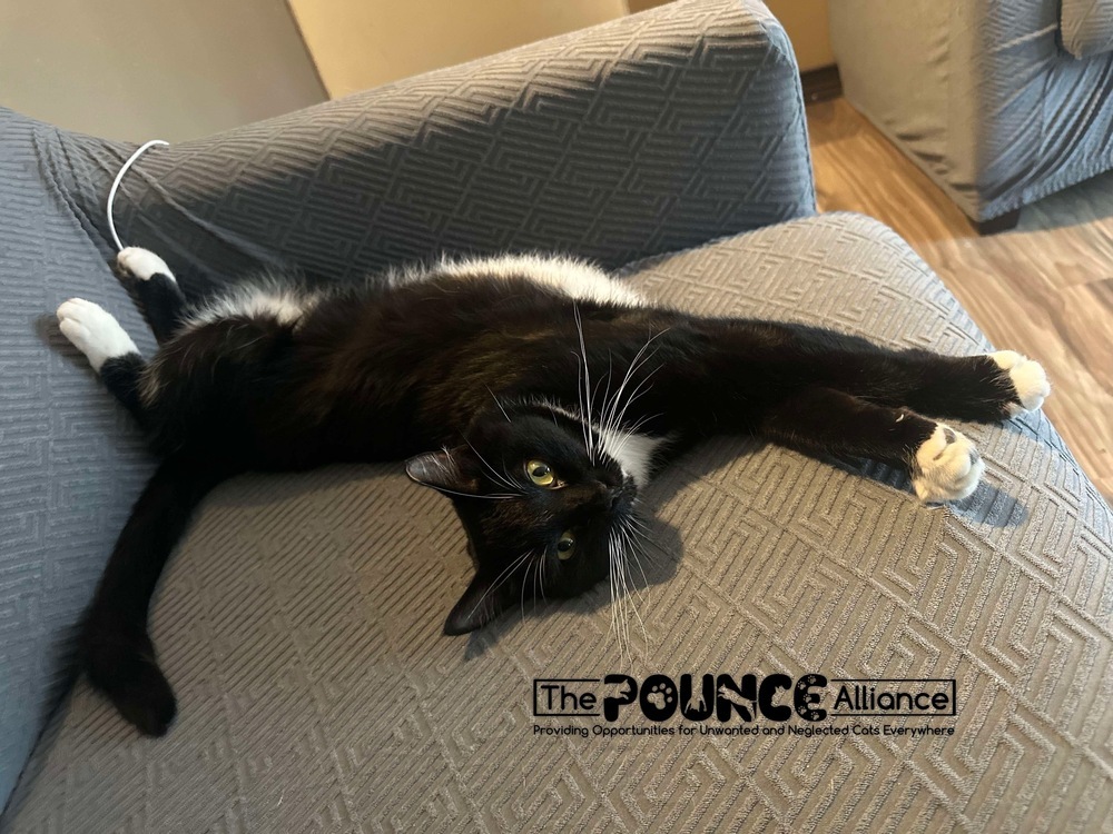 Lily, an adoptable Domestic Short Hair in Liberty Lake, WA, 99019 | Photo Image 5