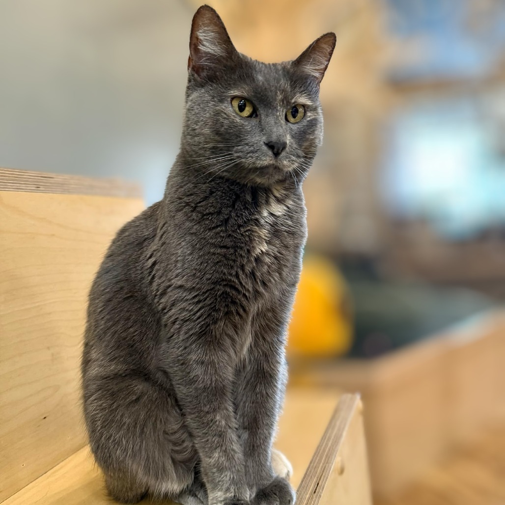 Skye Skye, an adoptable Domestic Short Hair in Wichita, KS, 67208 | Photo Image 1