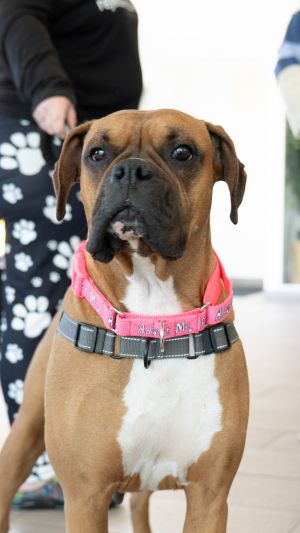 Riley, Adult Female Boxer
