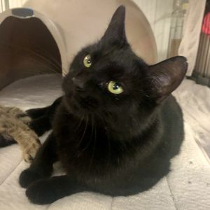 Boo Mamma is a sweet and friendly girl really likes other cats Shes currently a resident at Scruffy