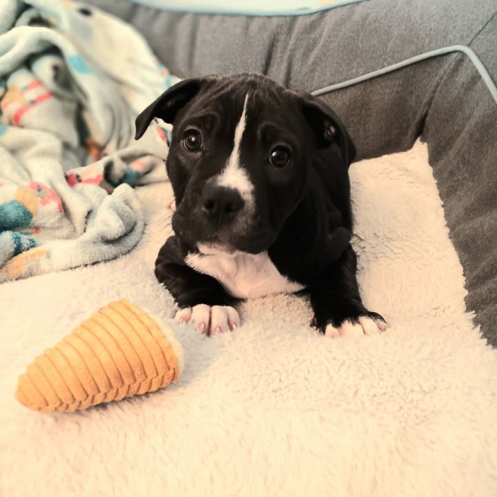 Milo 1