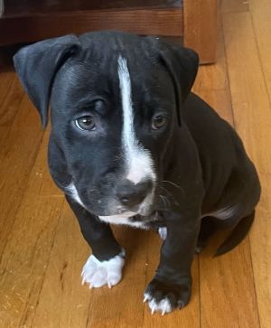 Apollo