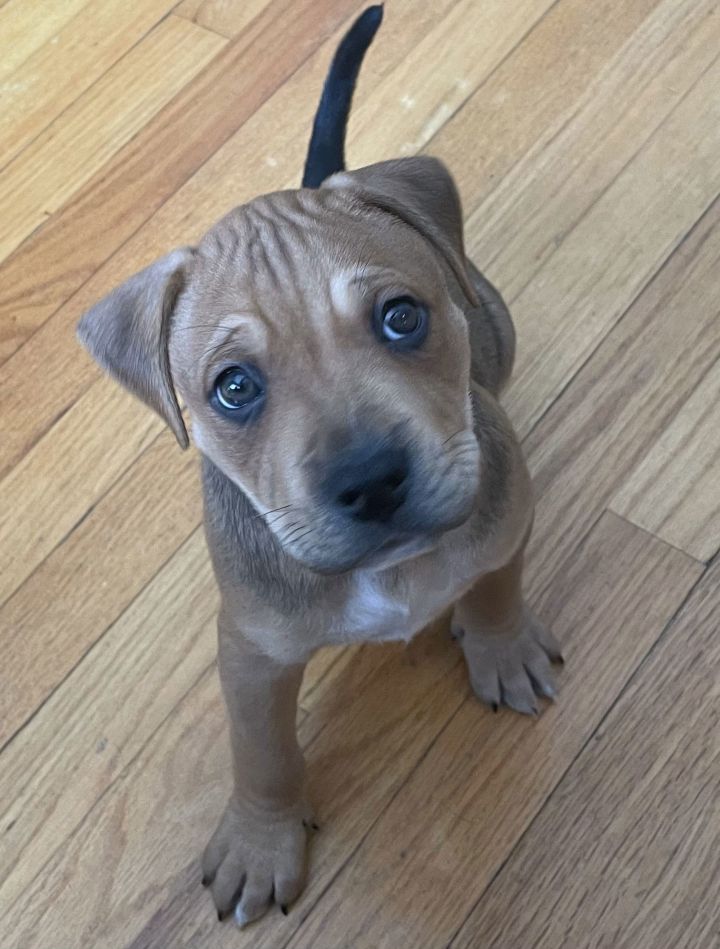 Rocco 1
