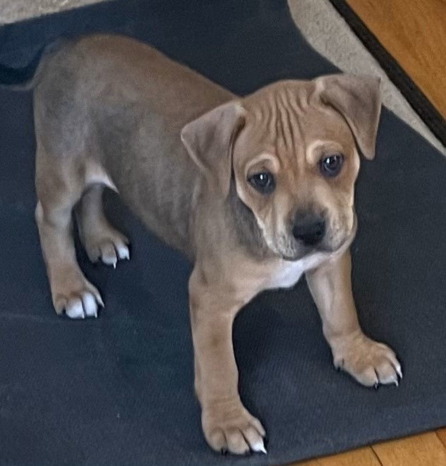 Rocco 3