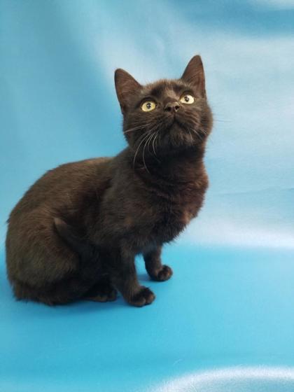 Cat for adoption - King Arthur, a Domestic Short Hair in Morton Grove ...