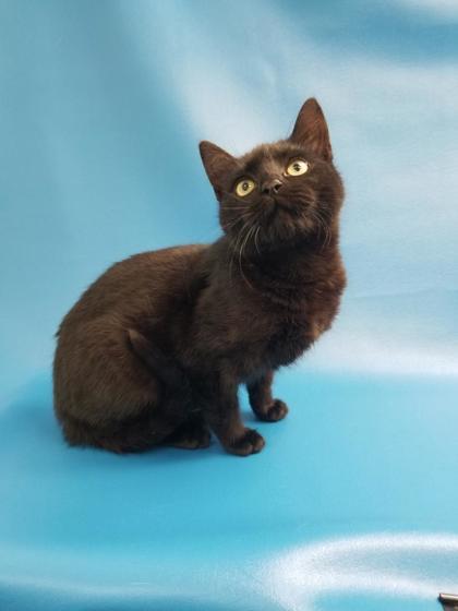 Cat for adoption - King Arthur, a Domestic Short Hair in Morton Grove ...