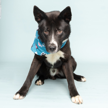 Lincoln, an adoptable Mixed Breed in Caldwell, ID, 83607 | Photo Image 1