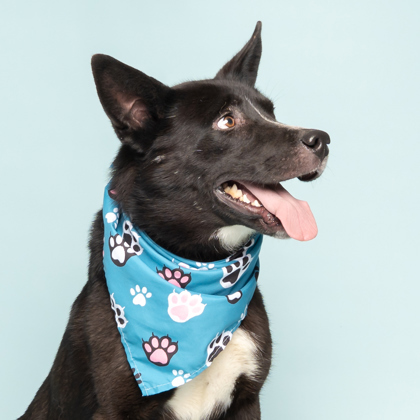 Lincoln, an adoptable Mixed Breed in Caldwell, ID, 83607 | Photo Image 2