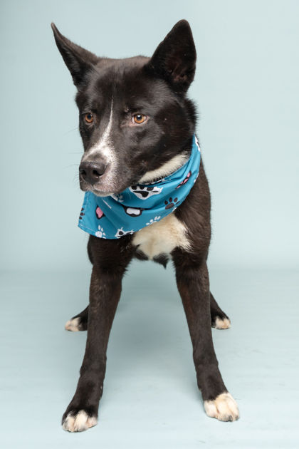Lincoln, an adoptable Mixed Breed in Caldwell, ID, 83607 | Photo Image 3