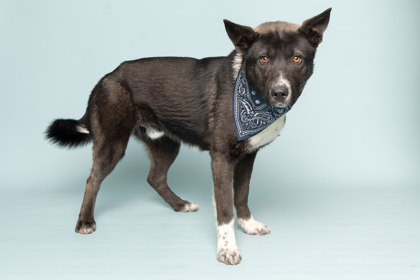 Truman, an adoptable Mixed Breed in Caldwell, ID, 83607 | Photo Image 1
