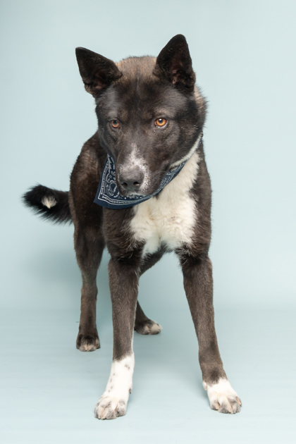 Truman, an adoptable Mixed Breed in Caldwell, ID, 83607 | Photo Image 2