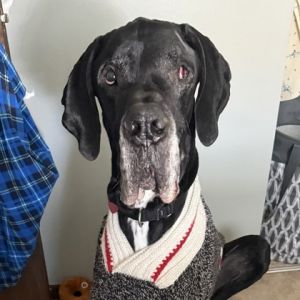 Geeno, Senior Male Great Dane