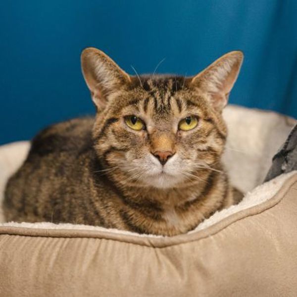 Mia (50% Off Adoption Fee)