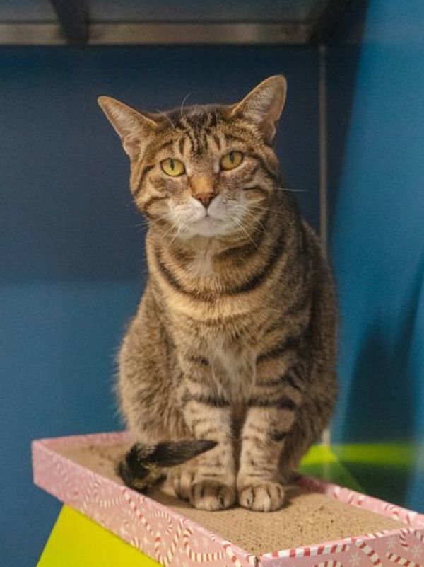 Mia (50% Off Adoption Fee)