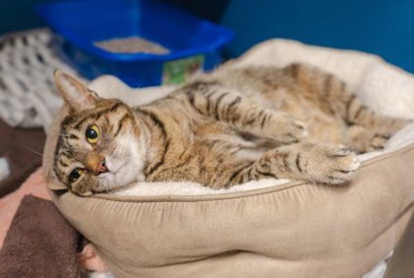 Mia (50% Off Adoption Fee)
