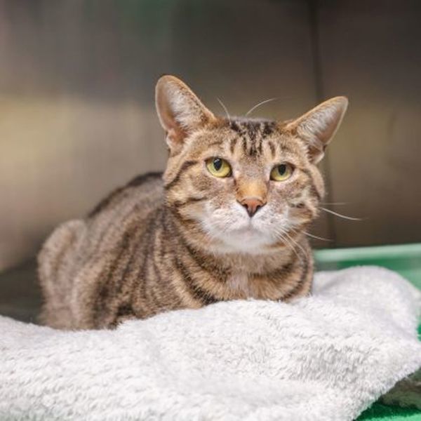 Mia (50% Off Adoption Fee)