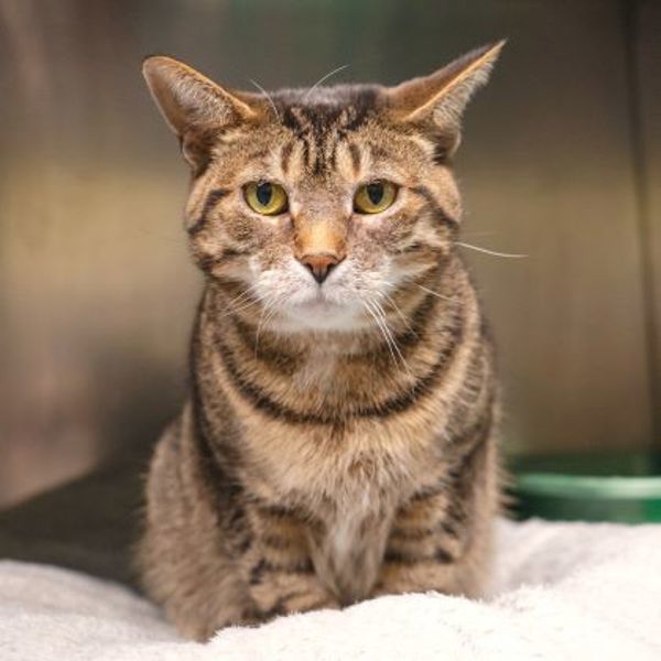 Mia (50% Off Adoption Fee)