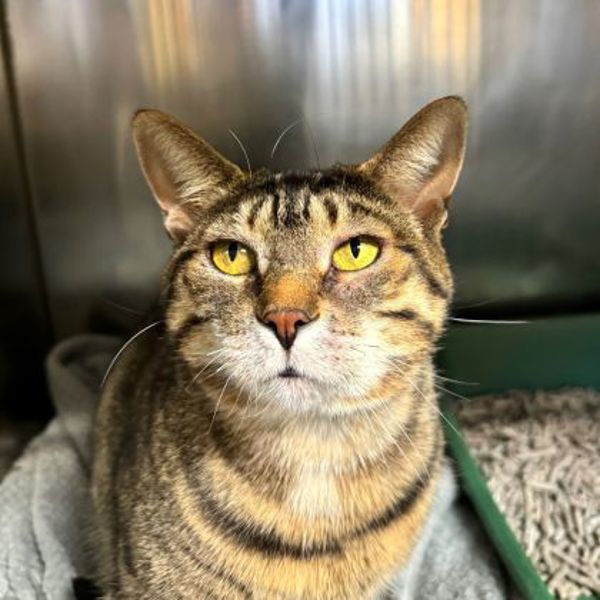 Mia (50% Off Adoption Fee)