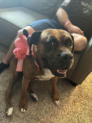 Jaxon, Adult Male Boxer